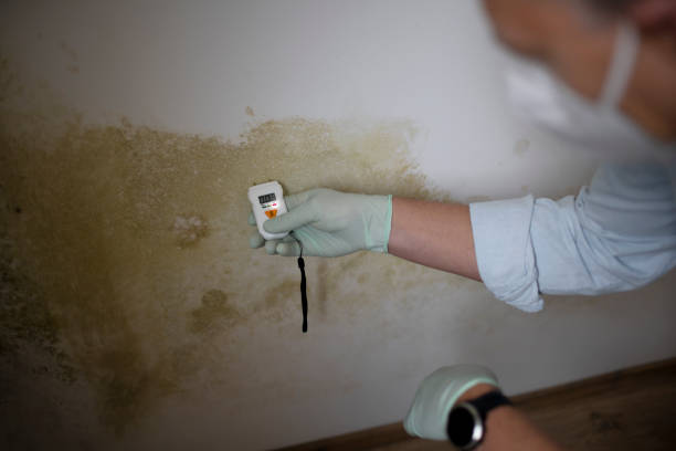 Mold Removal Process in King Of Prussia, PA