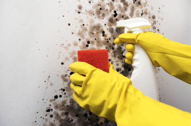 Best Black Mold Removal  in King Of Prussia, PA