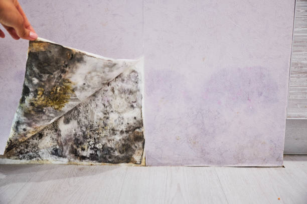  King Of Prussia, PA Mold Removal Pros
